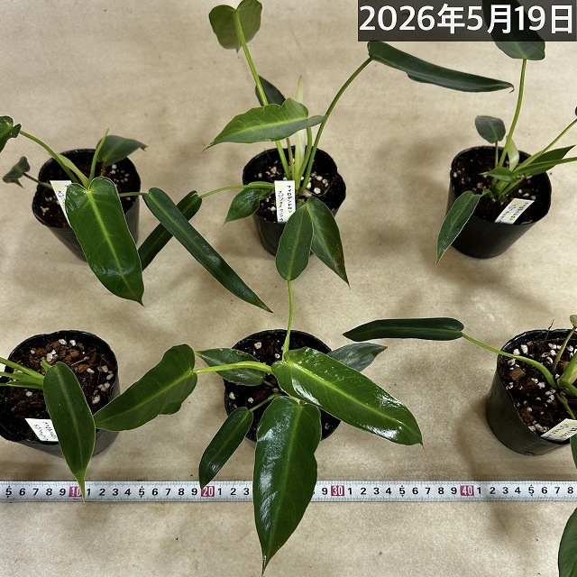 フィロデンドロン スピリタスサンクチ 3号ポット(個体おまかせ1鉢