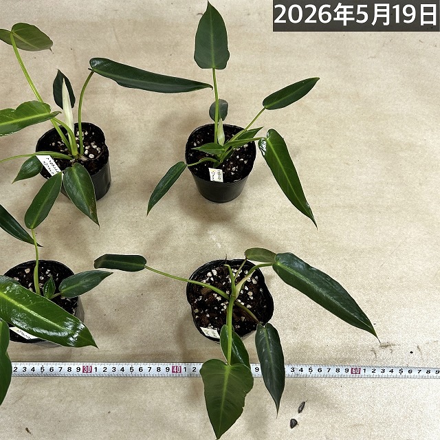 フィロデンドロン スピリタスサンクチ 3号ポット(個体おまかせ1鉢