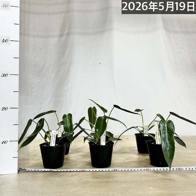 フィロデンドロン スピリタスサンクチ 3号ポット(個体おまかせ1鉢