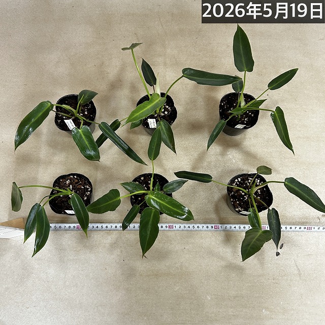 フィロデンドロン スピリタスサンクチ 3号ポット(個体おまかせ1鉢