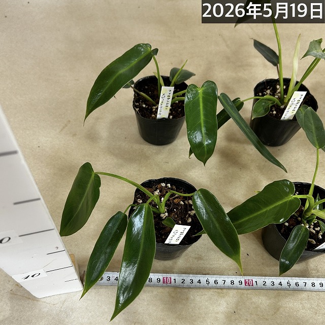 フィロデンドロン スピリタスサンクチ 3号ポット(個体おまかせ1鉢