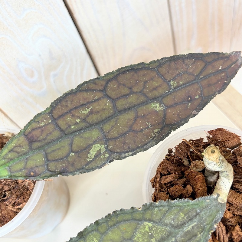 ホヤ clemensiorumu red(クレメンシオルムレッド) 2号透明鉢(個体