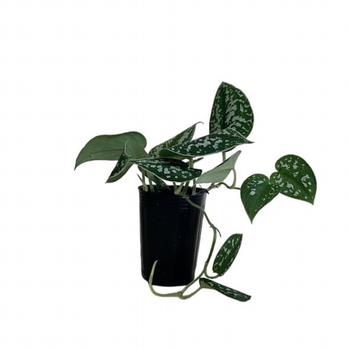 スキンダプサス アルギレウス(シラフカズラ) 2.5号｜芳樹園オンライン