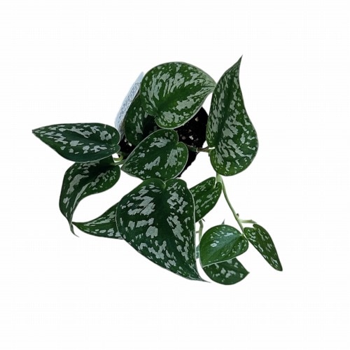 スキンダプサス アルギレウス(シラフカズラ) 2.5号｜芳樹園オンライン