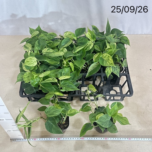 フィロデンドロン ヘデラカム バリエガータ 3.5号｜芳樹園オンライン