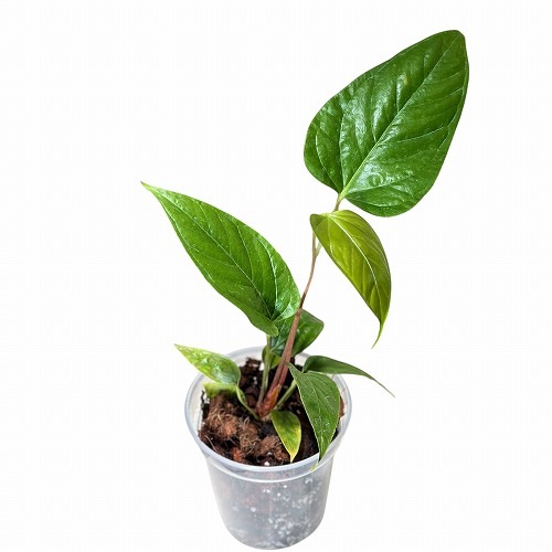 アンスリウム(アンスリューム) インシグネ 3.5号透明硬質ポット