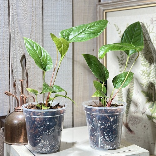 パ*ン様 アンスリウム　ポーティラエ　NSE アンスリウム Anthurium gymnopus fantasy luxurians 3.5号硬質