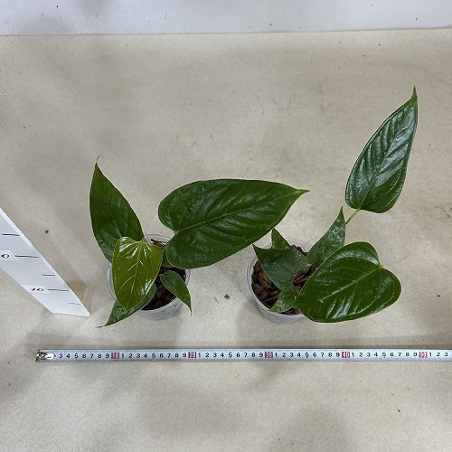 アンスリウム(アンスリューム) インシグネ 3.5号透明硬質ポット