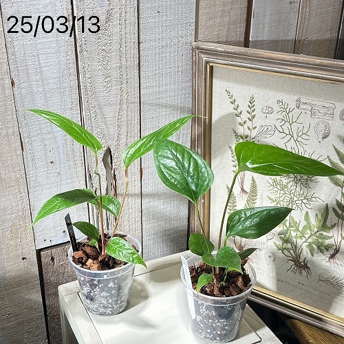 【HS】アンスリウム　BWxBW HS】アンスリウム BWxBW HS】アンスリウム BWxBW 楽天市場】2025年NEW