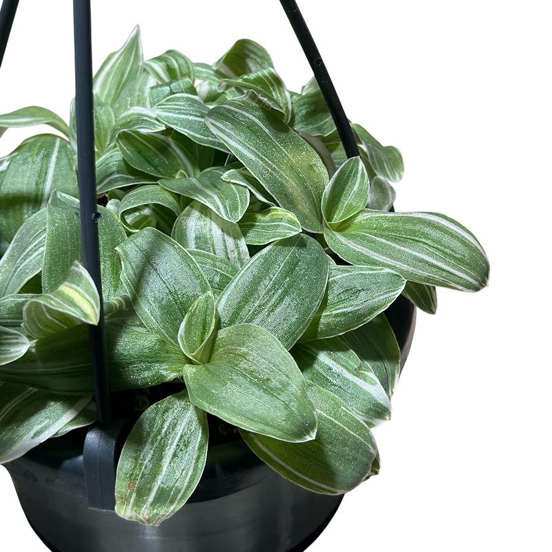 観葉植物　アトランティス　21cm吊り鉢ごと トラディスカンティア テンダーネス 3.5号吊り鉢(個体おまかせ1鉢