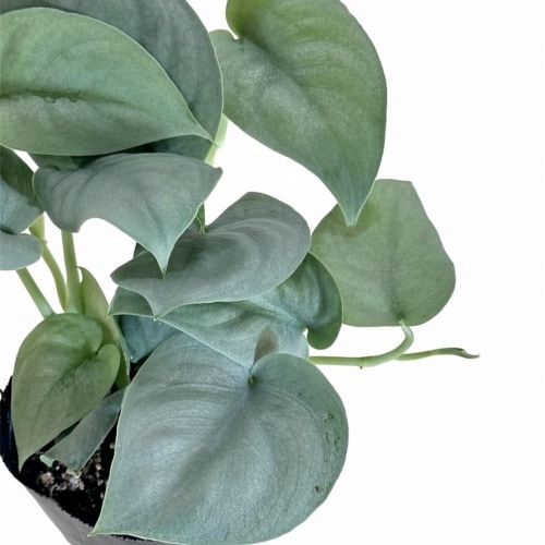 スキンダプサス オルモストシルバー 3号ポット(個体おまかせ1鉢