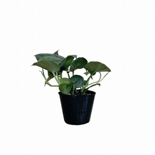 スキンダプサス オルモストシルバー 3号ポット(個体おまかせ1鉢