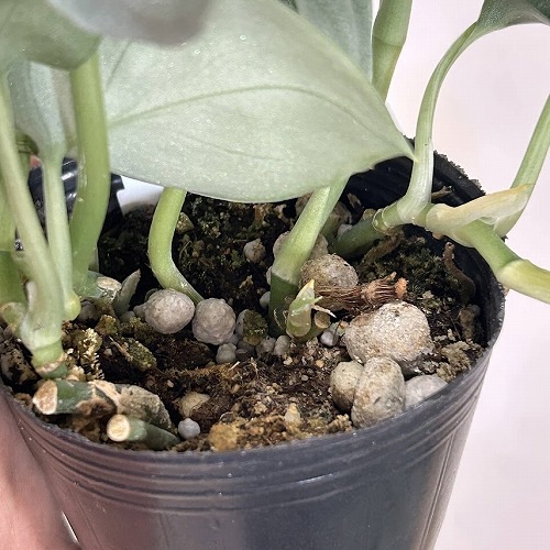 全長180cm 超ロング スキンダプサス オルモストシルバー 6号 吊り鉢