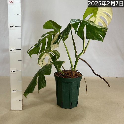 モンステラ ホワイトタイガー 白斑入り 5号 個体3 現品 一点もの