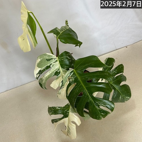 Lavinia 　同時梱包割引　 モンステラ28 斑入　シルバーホワイト Lavinia 様専用 同時梱包割引 モンステラ28 斑入 シルバー