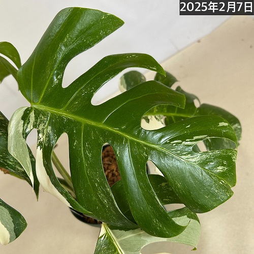 モンステラ ホワイトタイガー 白斑入り 5号 個体3 現品 一点もの