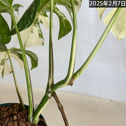 モンステラ ホワイトタイガー 白斑入り 5号 個体3 現品 一点もの