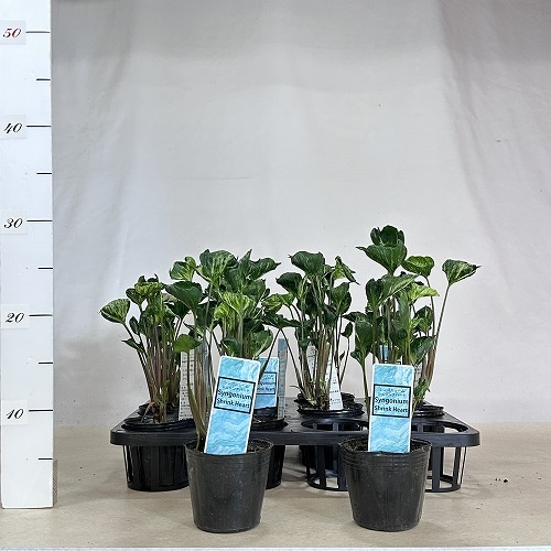 その他観葉植物 ShinMin シンゴニウム シュリンクハート 3号ポット(個体おまかせ1鉢