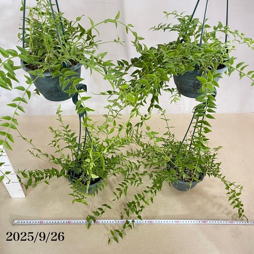 現在花なし】ホヤ ベラ(サクララン セブンスター) 5号吊り鉢