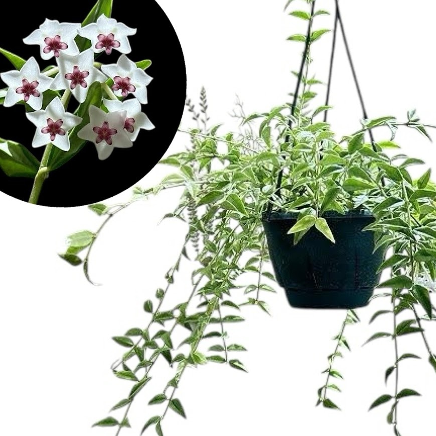 珍種ホヤ Hoya platycaulis サクララン 現在花なし】ホヤ ベラ(サクララン セブンスター) 5号吊り鉢(個体