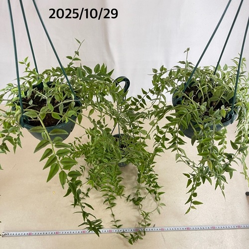 現在花なし】ホヤ ベラ(サクララン セブンスター) 5号吊り鉢(個体