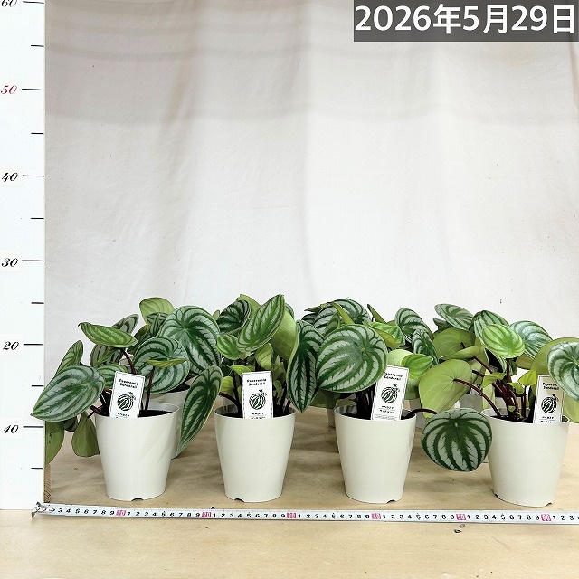 スイカペペ(ペペロミア サンデルシー) 4号鉢(個体おまかせ1鉢)｜芳樹園