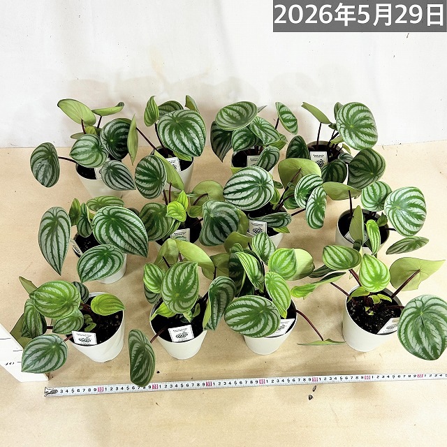 スイカペペ(ペペロミア サンデルシー) 4号鉢(個体おまかせ1鉢)｜芳樹園