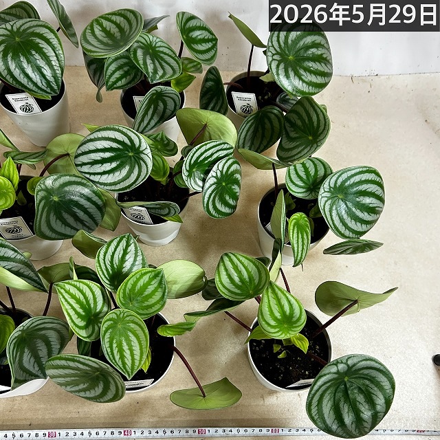 スイカペペ(ペペロミア サンデルシー) 4号鉢(個体おまかせ1鉢)｜芳樹園