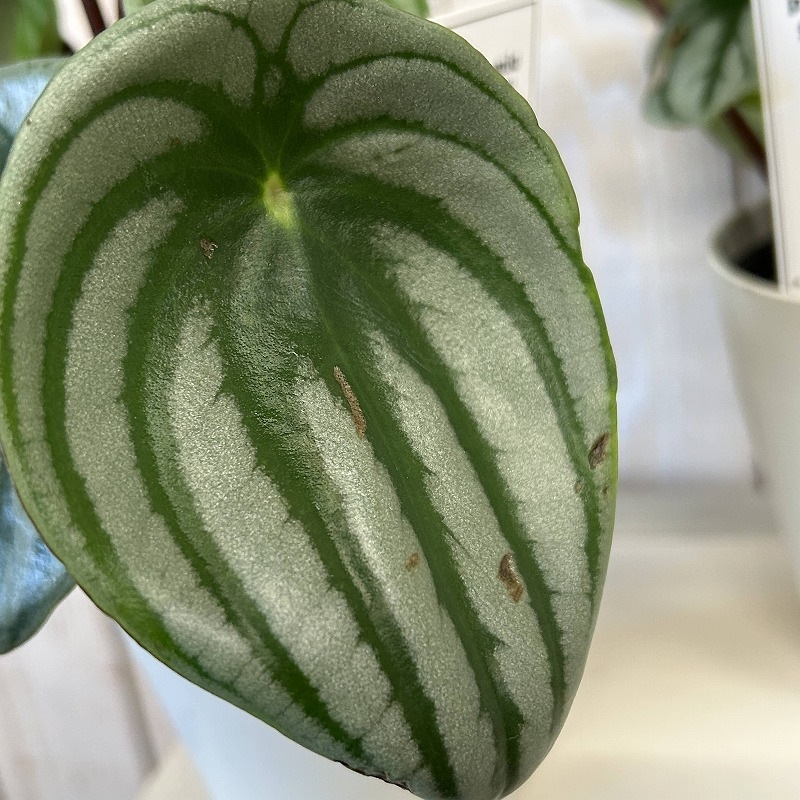 スイカペペ(ペペロミア サンデルシー) 4号鉢(個体おまかせ1鉢)｜芳樹園