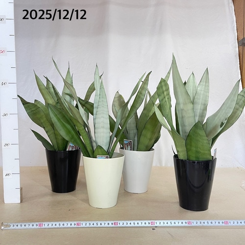 サンスベリア ムーンシャイン 5号｜芳樹園オンラインショップ