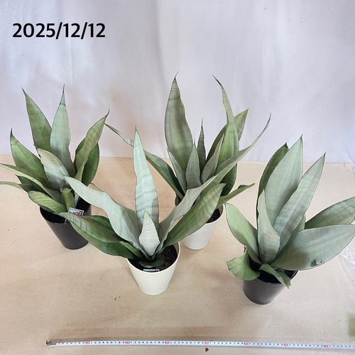 サンスベリア ムーンシャイン 5号｜芳樹園オンラインショップ