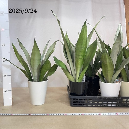 Harmonyサンスベリア5点 サンスベリア 5号 | 観葉植物通販HitoHana(ひとはな)