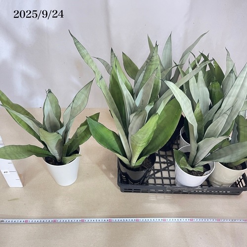 Harmonyサンスベリア5点 サンスベリア 5号 | 観葉植物通販HitoHana(ひとはな)