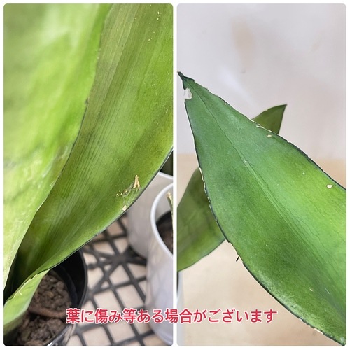 緑*6様 S8858★オークション★ サンスベリア ムーンシャイン スプラッシュ S8847☆オークション販売☆サンスベリア ムーンシャイン