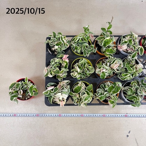 ホヤ(サクララン) コンパクタ 斑入り 3.5号(個体おまかせ1鉢)｜芳樹園