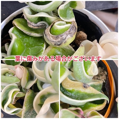ホヤ(サクララン) コンパクタ 斑入り 3.5号(個体おまかせ1鉢)｜芳樹園