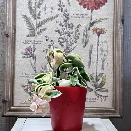 hyn☆*。様　マクラータ斑入り　鉢ごと速達 hyn☆*。様 マクラータ斑入り 鉢ごと速達