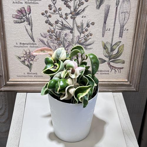 ホヤ(サクララン) コンパクタ 斑入り 3.5号(個体おまかせ1鉢)｜芳樹園