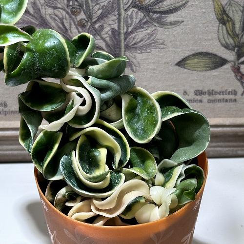 ホヤ(サクララン) コンパクタ 斑入り 3.5号(個体おまかせ1鉢)｜芳樹園