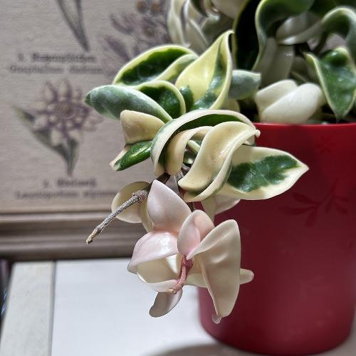 1028＊Hoya ＊ホヤ ＊スラウェシアナ ＊斑入り（外斑入り） 1028＊Hoya ＊ホヤ ＊スラウェシアナ ＊斑入り（外斑入り）