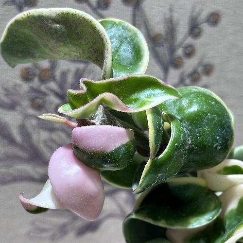 夏セールホヤ　Hoya Lyi Prism thick leavesサクララン① 63 ホヤ ライプリズム ピンクフラワー 外斑入り - メルカリ
