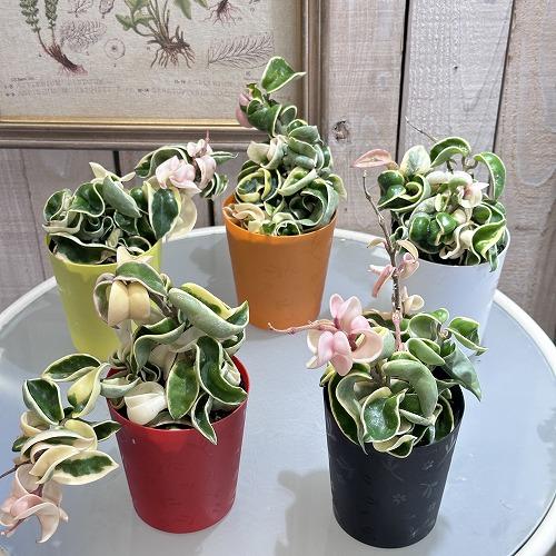 ホヤ(サクララン) コンパクタ 斑入り 3.5号(個体おまかせ1鉢)｜芳樹園