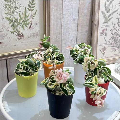 バカラ ランデブー フラワーベース エッチング ツタ模様 H21cm 新品未使用 アクリル フラワーベース #1303Shiro Kuramata（倉俣 史朗） | 公式