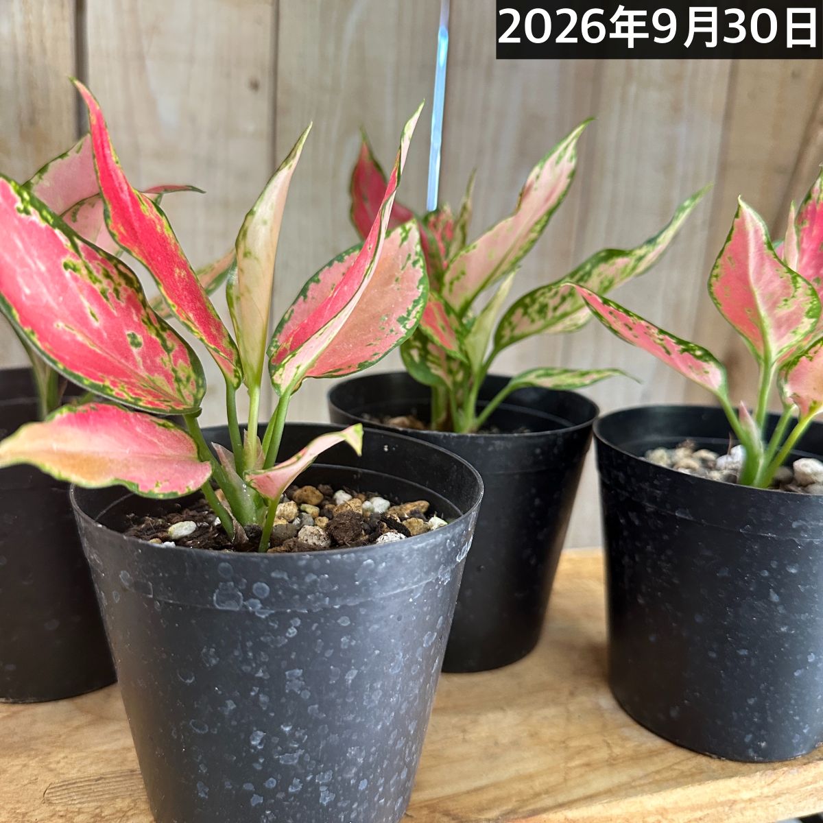 アグラオネマ マニールングレアング 3号硬質ポット(個体おまかせ1鉢