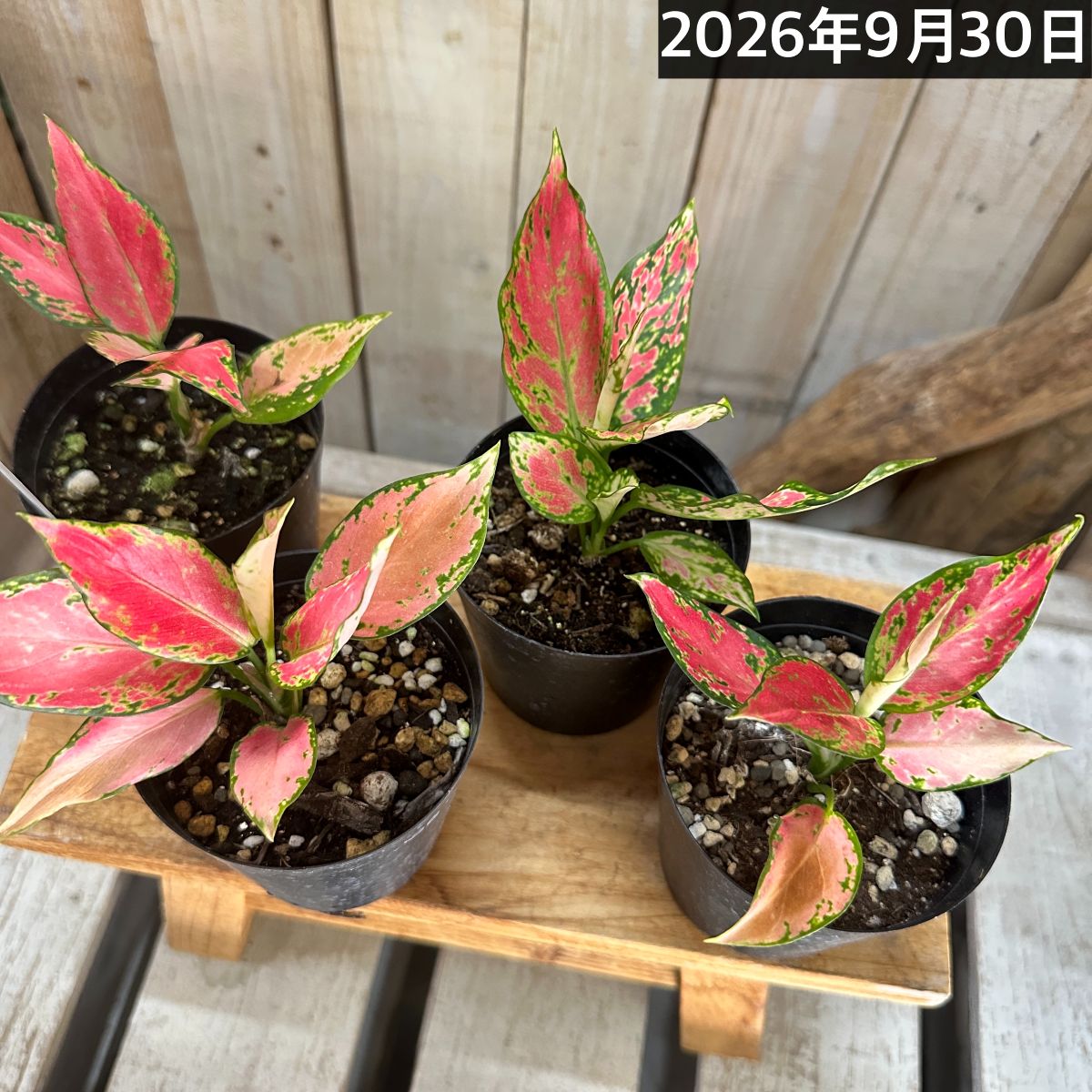 アグラオネマ マニールングレアング 3号硬質ポット(個体おまかせ1鉢