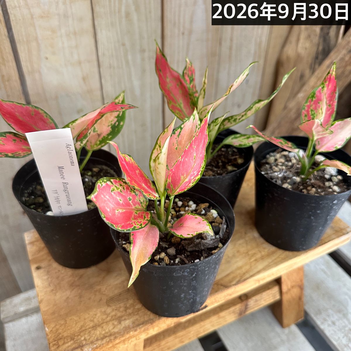 アグラオネマ マニールングレアング 3号硬質ポット(個体おまかせ1鉢