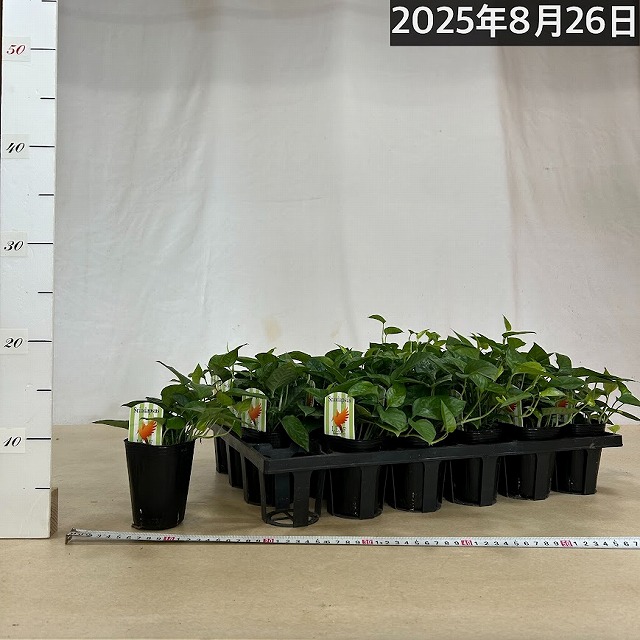 スキンダプサス・スワーナブミ 斑入り C2 スキンダプサス・スワーナブミ 斑入り C2