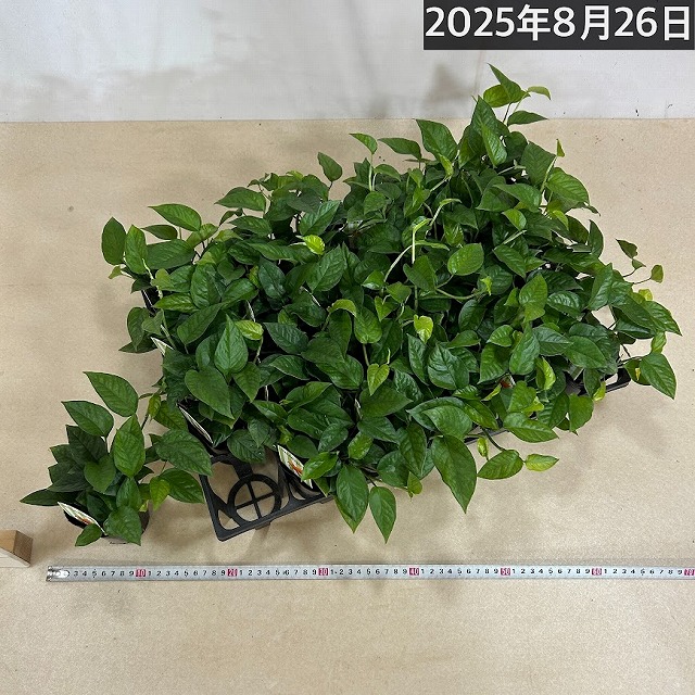 スキンダプサス(スキンダプタス) ミニグリーン 2.5号ロングポット