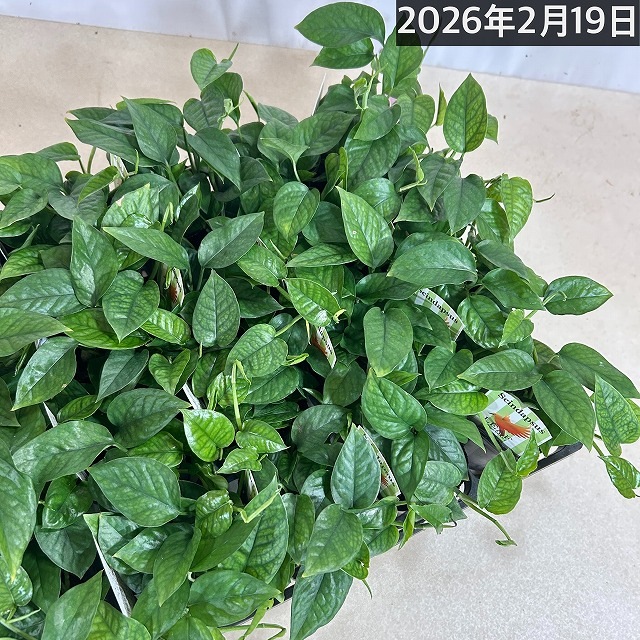 スキンダプサス(スキンダプタス) ミニグリーン 2.5号ロングポット