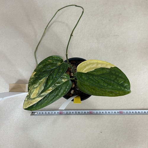 モンステラ カルステニアナム ペルー 4号 個体1｜芳樹園オンラインショップ
